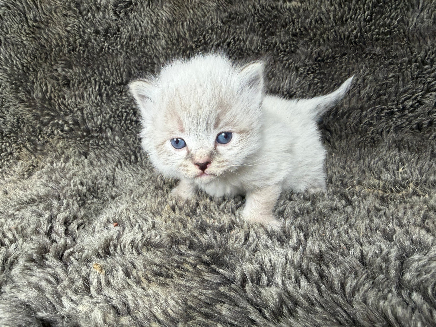 Mojave    - FEMALE  - chocolate Lynx point