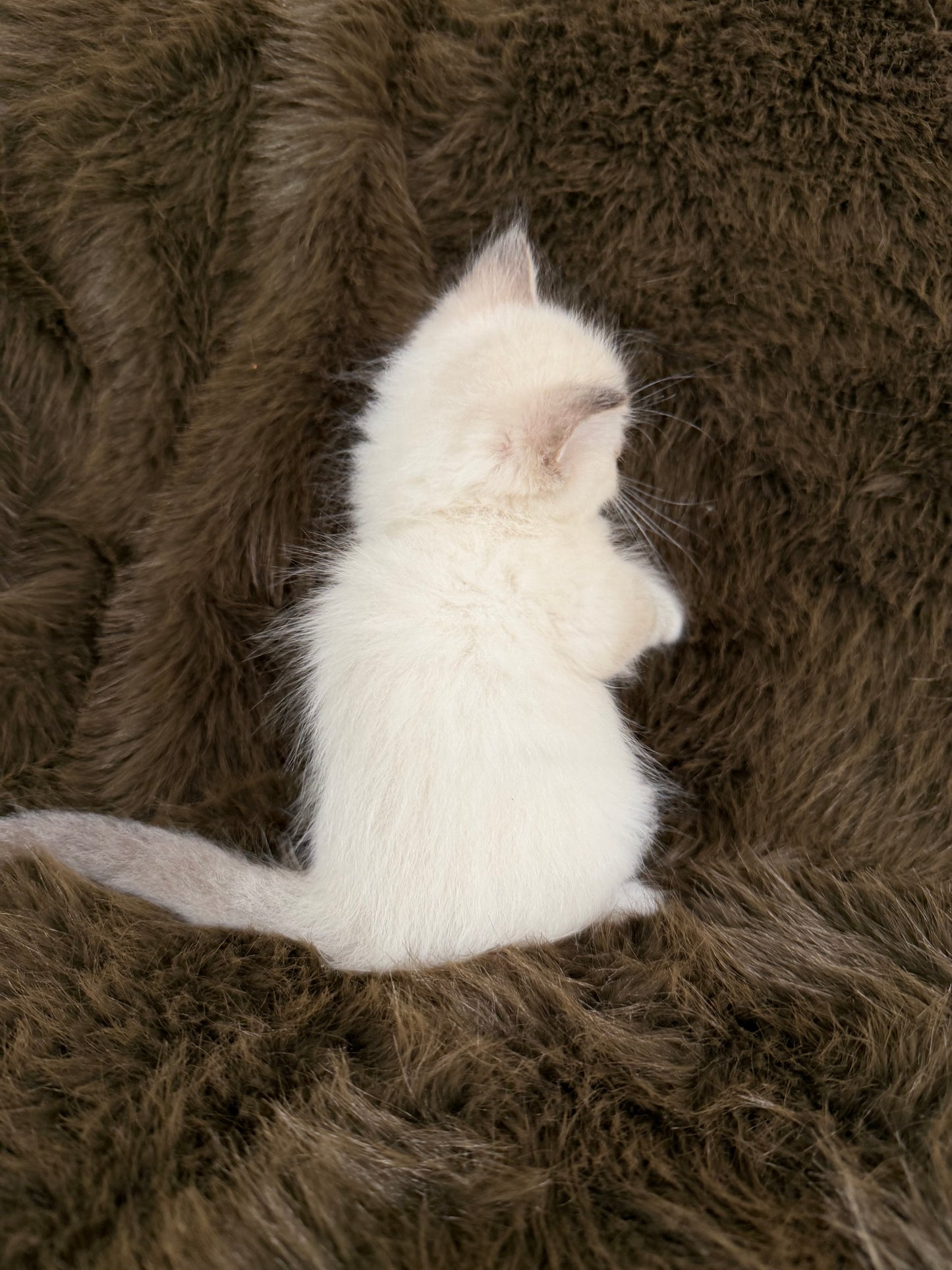 Bianco   - MALE  - chocolate mink traditional
