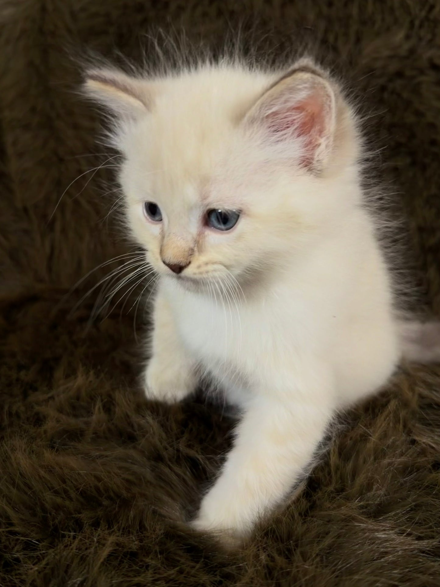 Bianco   - MALE  - chocolate mink traditional