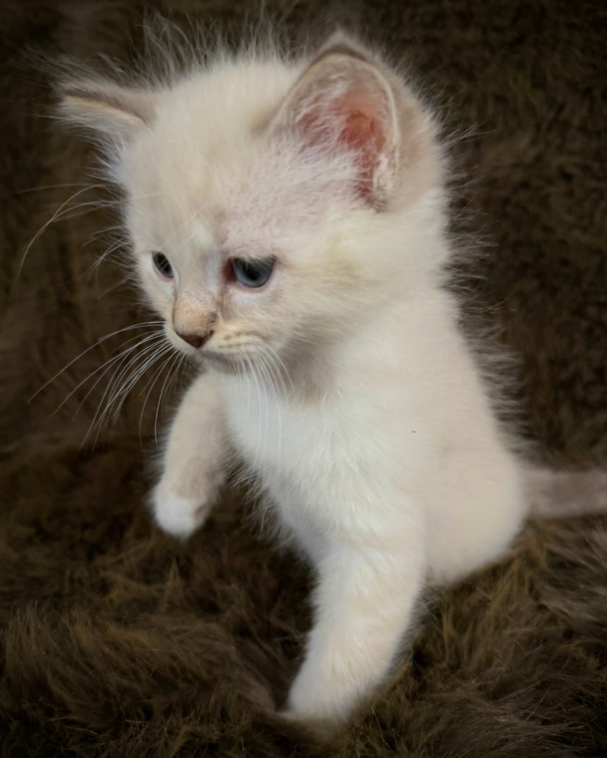 Star   - MALE  - chocolate mink lynx mitted