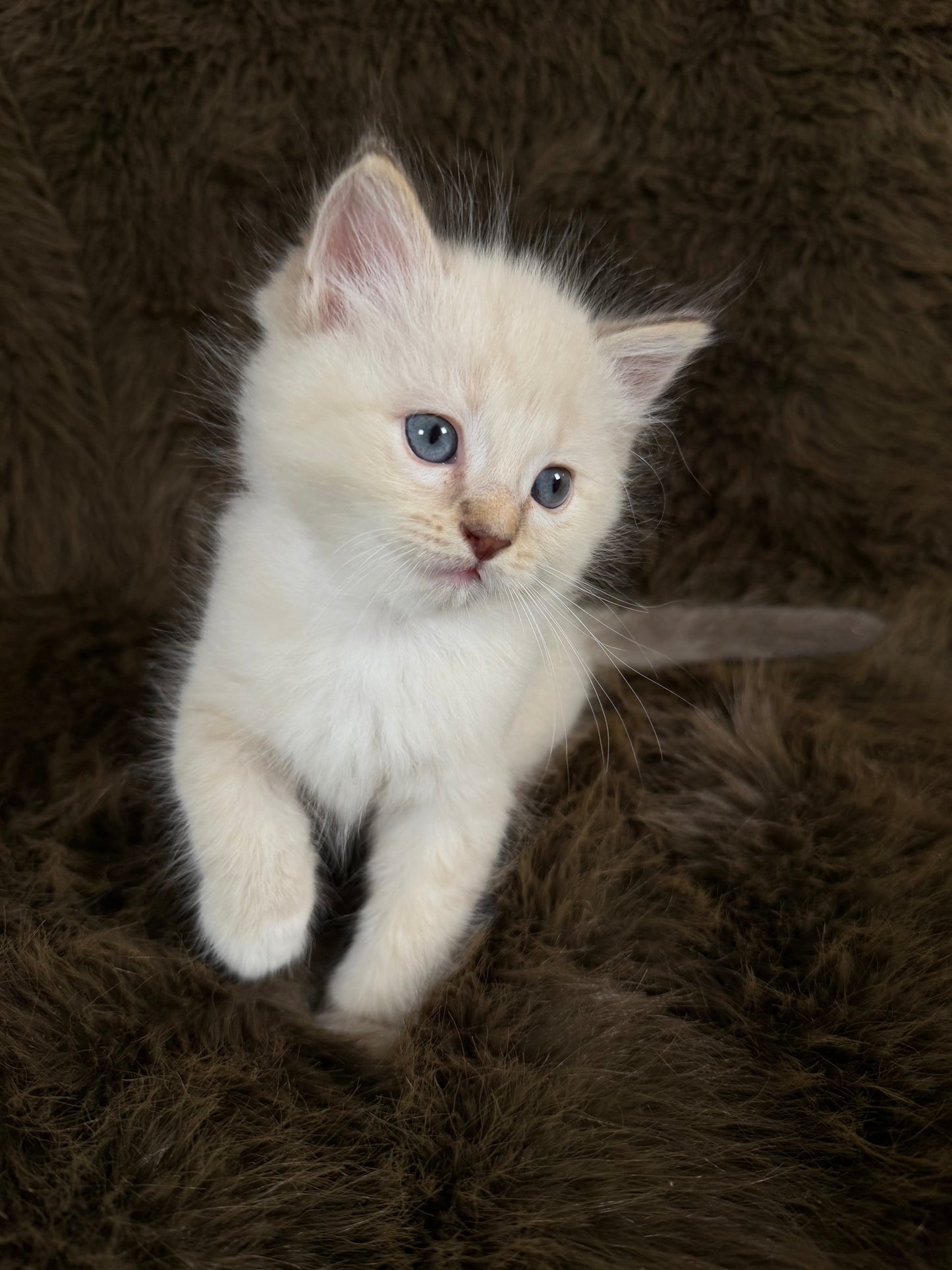Bianco   - MALE  - chocolate mink traditional