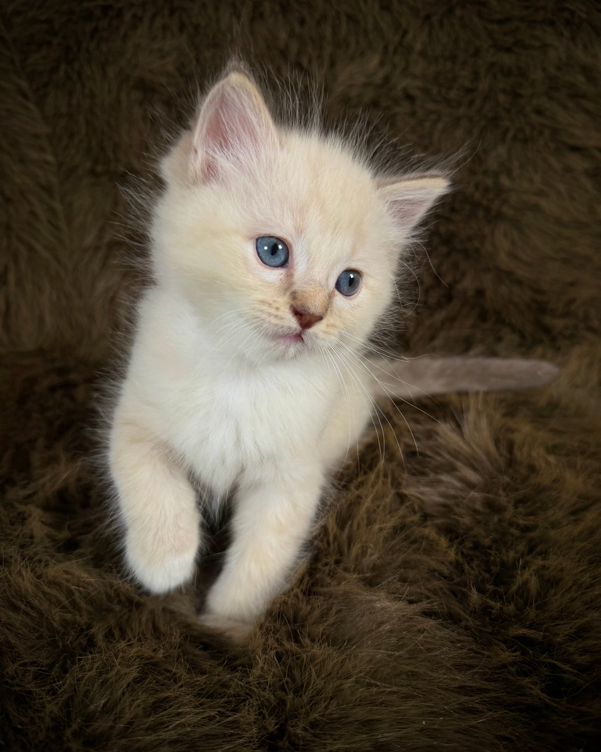Star   - MALE  - chocolate mink lynx mitted