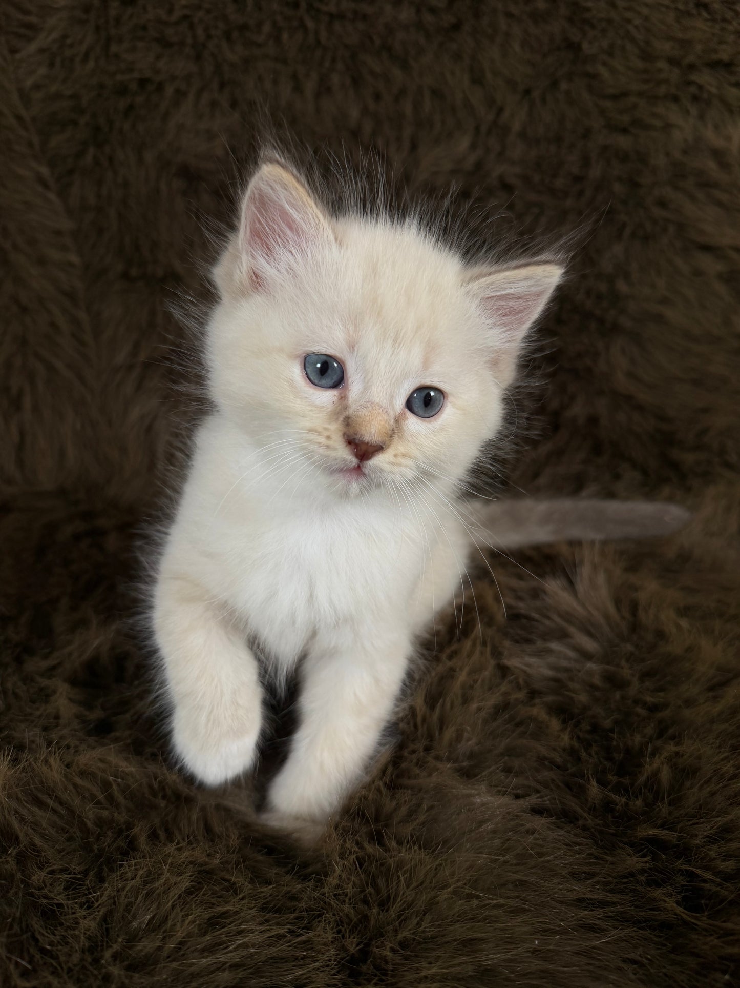 Bianco   - MALE  - chocolate mink traditional