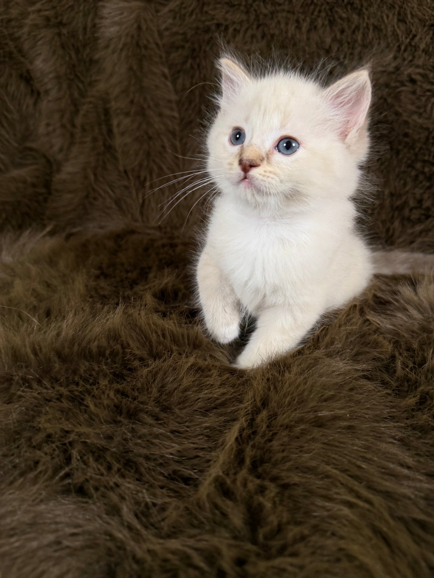 Bianco   - MALE  - chocolate mink traditional