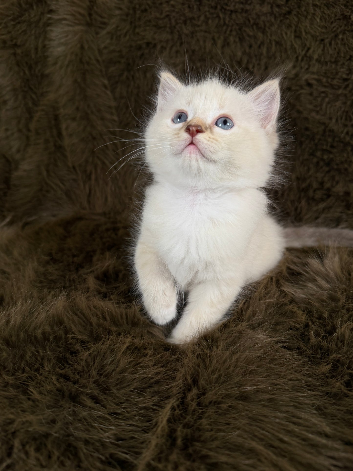 Bianco   - MALE  - chocolate mink traditional