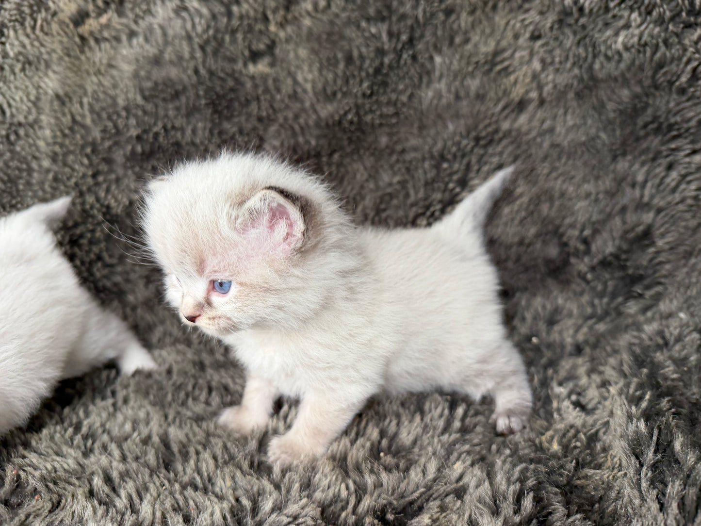 Mojave    - FEMALE  - chocolate Lynx point
