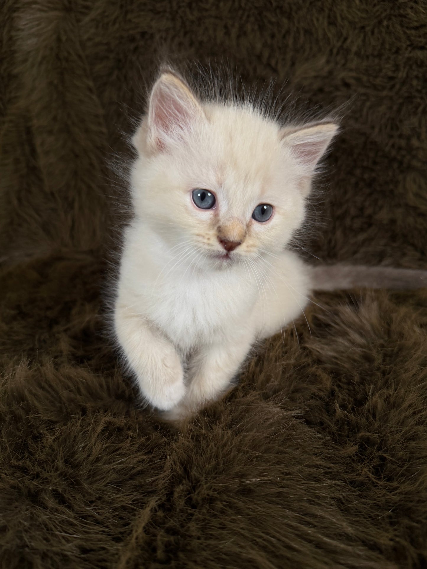 Bianco   - MALE  - chocolate mink traditional