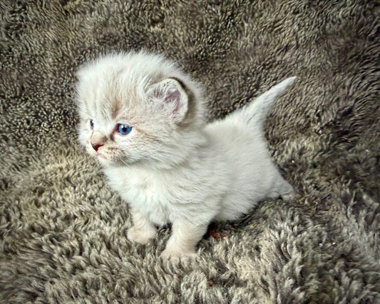 Sahara   - FEMALE  - seal Lynx mink point