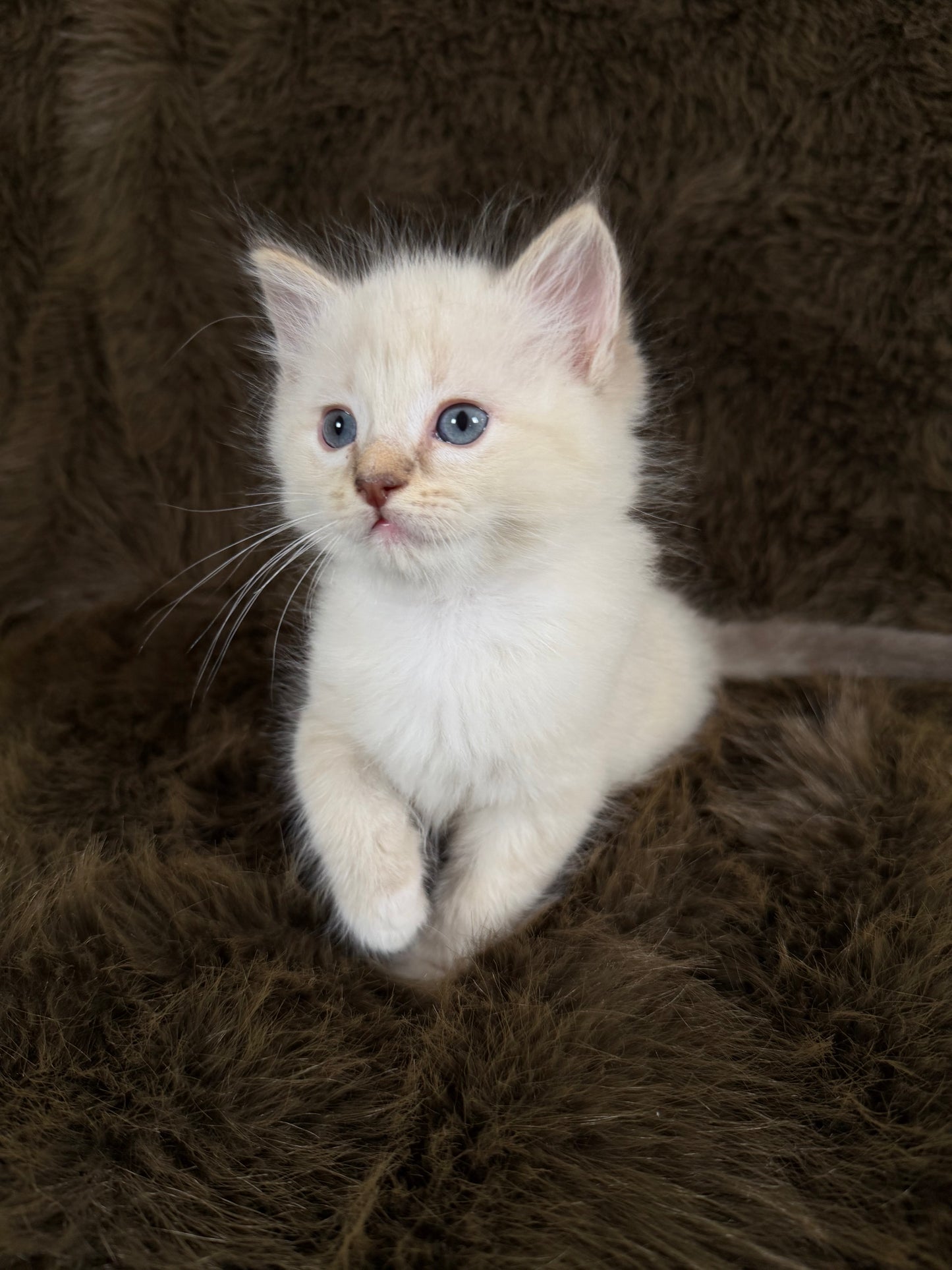 Bianco   - MALE  - chocolate mink traditional