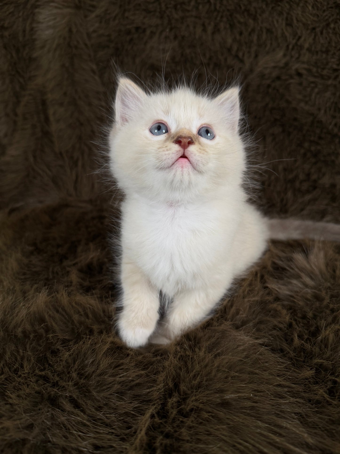 Bianco   - MALE  - chocolate mink traditional