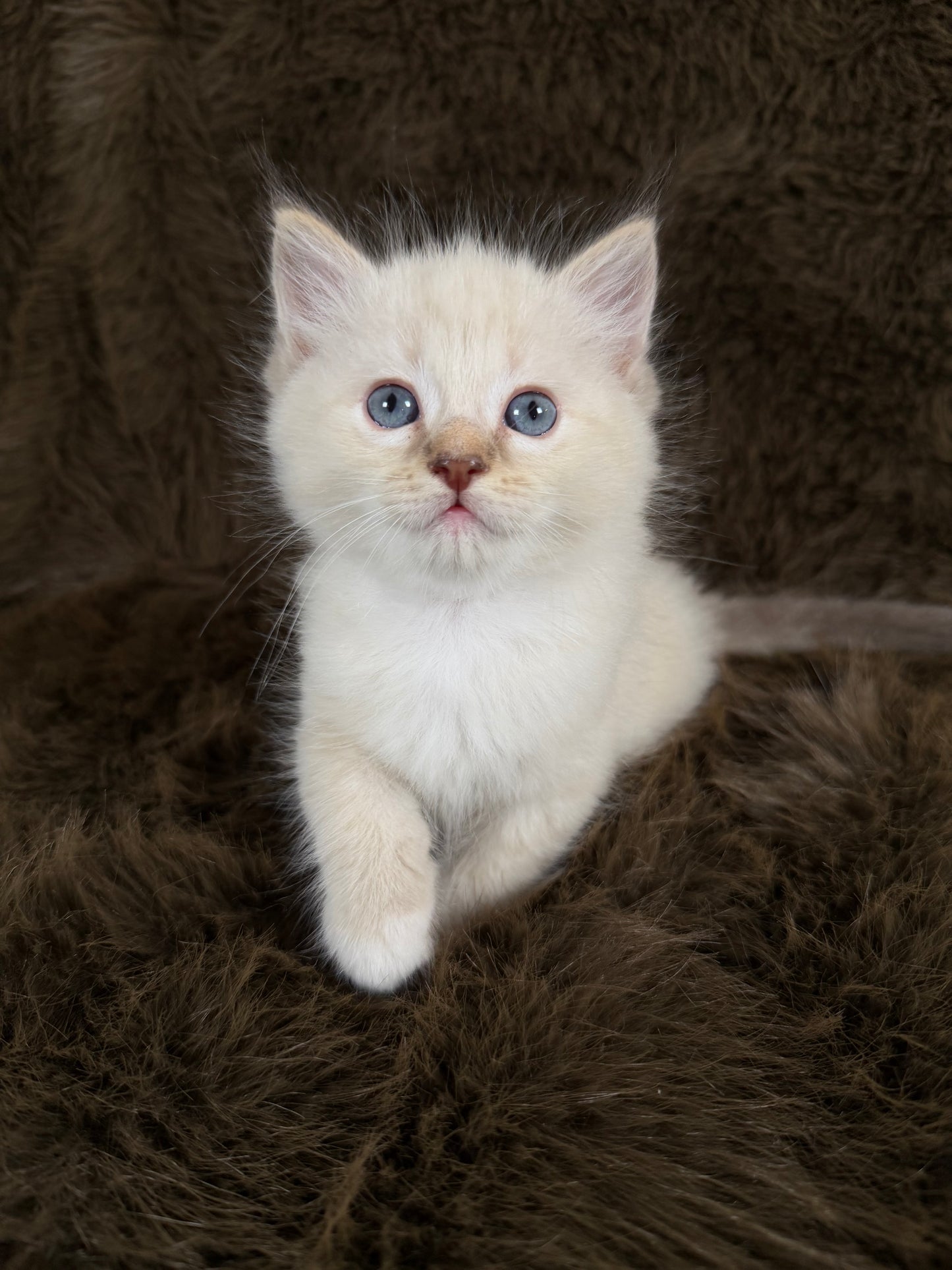 Bianco   - MALE  - chocolate mink traditional