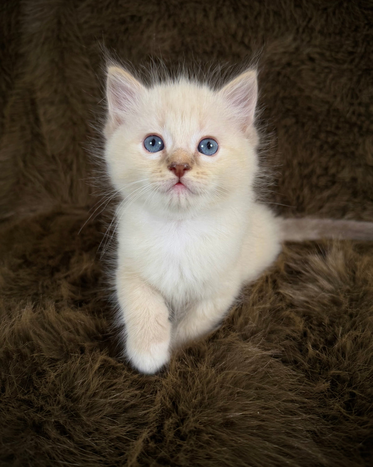 Star   - MALE  - chocolate mink lynx mitted