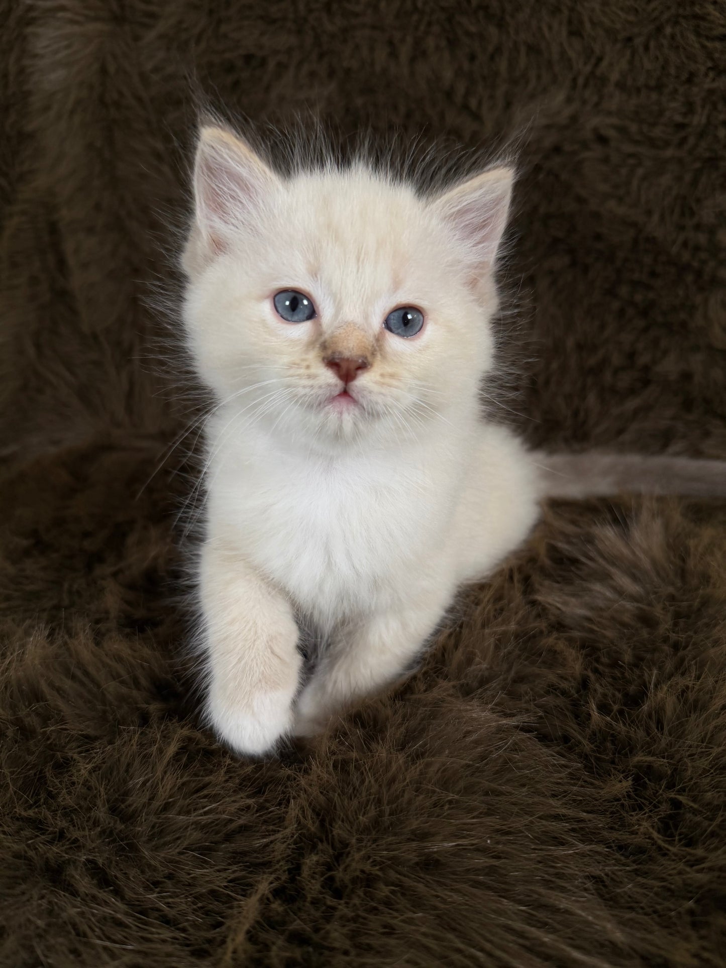 Bianco   - MALE  - chocolate mink traditional
