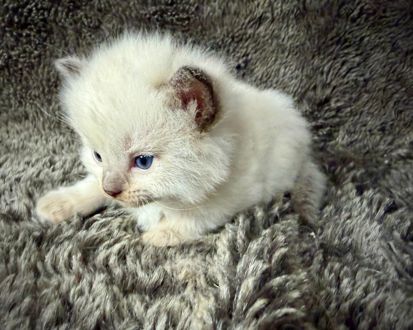 Sonora    - FEMALE  - Chocolate Mink