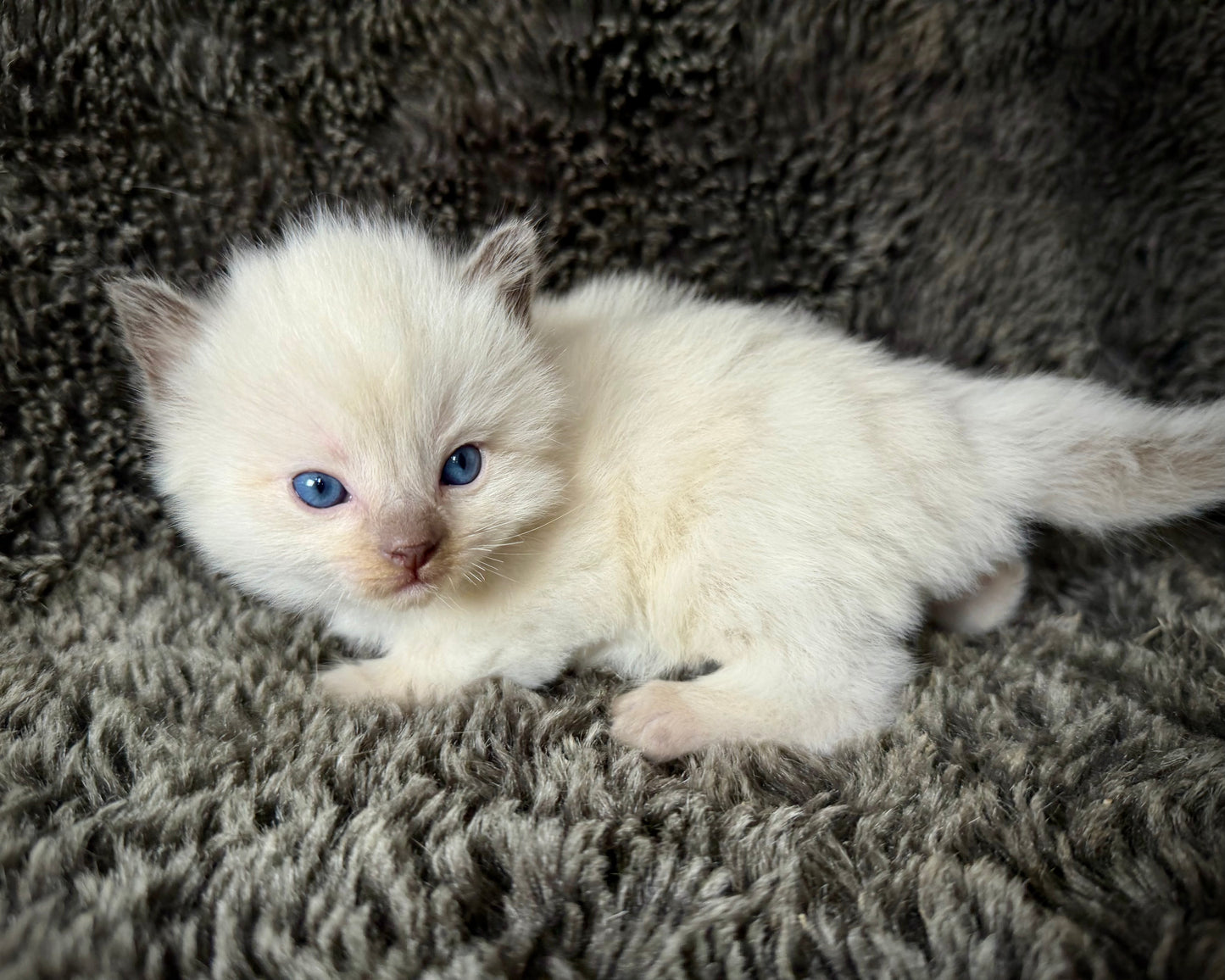 Sonora    - FEMALE  - Chocolate Mink