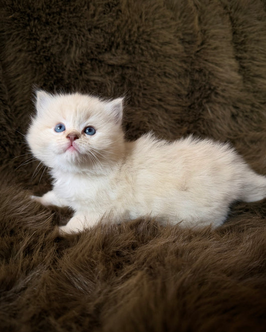 Solly   - MALE  - chocolate mink lynx