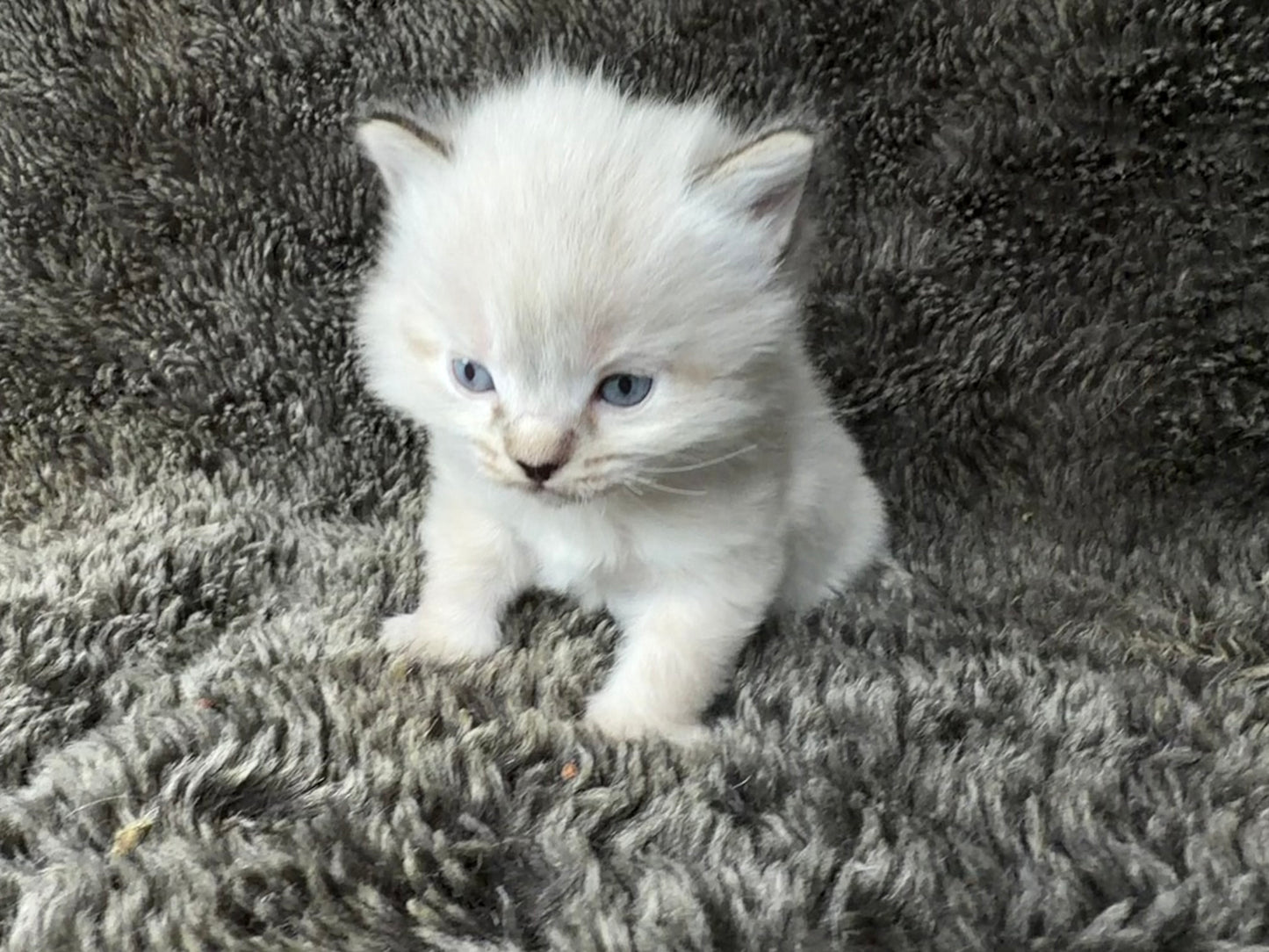 Mojave    - FEMALE  - chocolate Lynx point