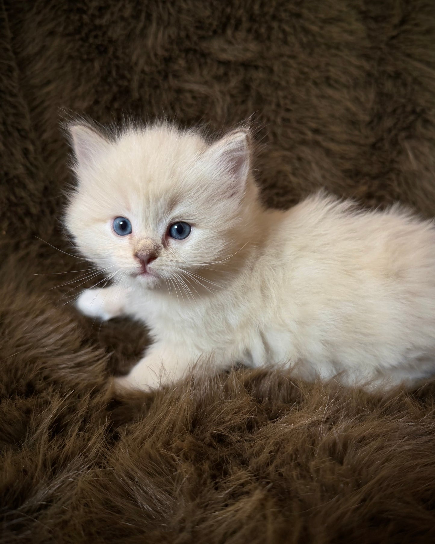 Solly   - MALE  - chocolate mink lynx