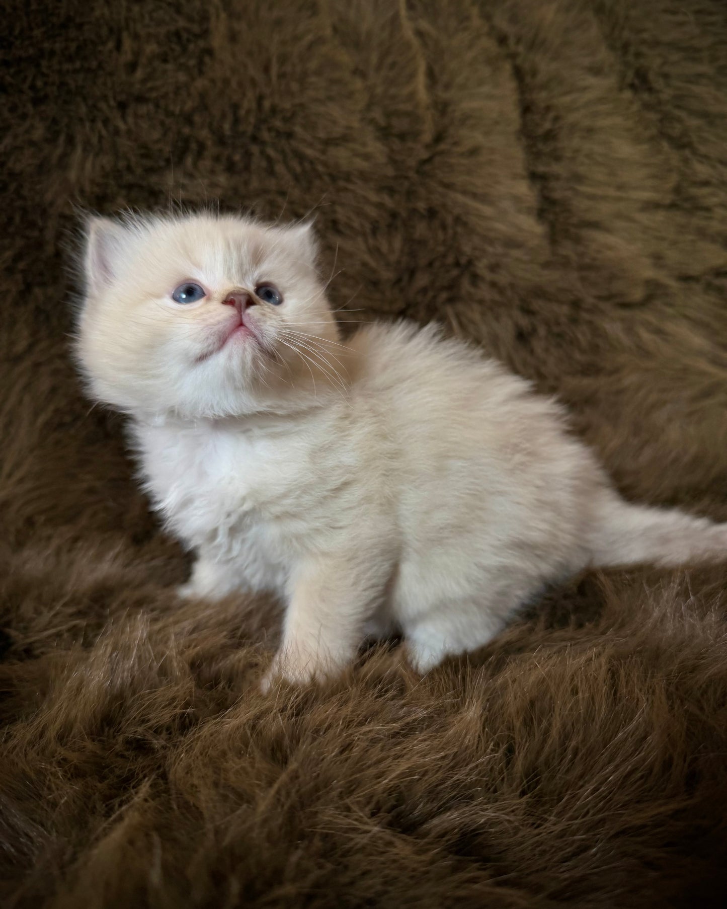 Solly   - MALE  - chocolate mink lynx
