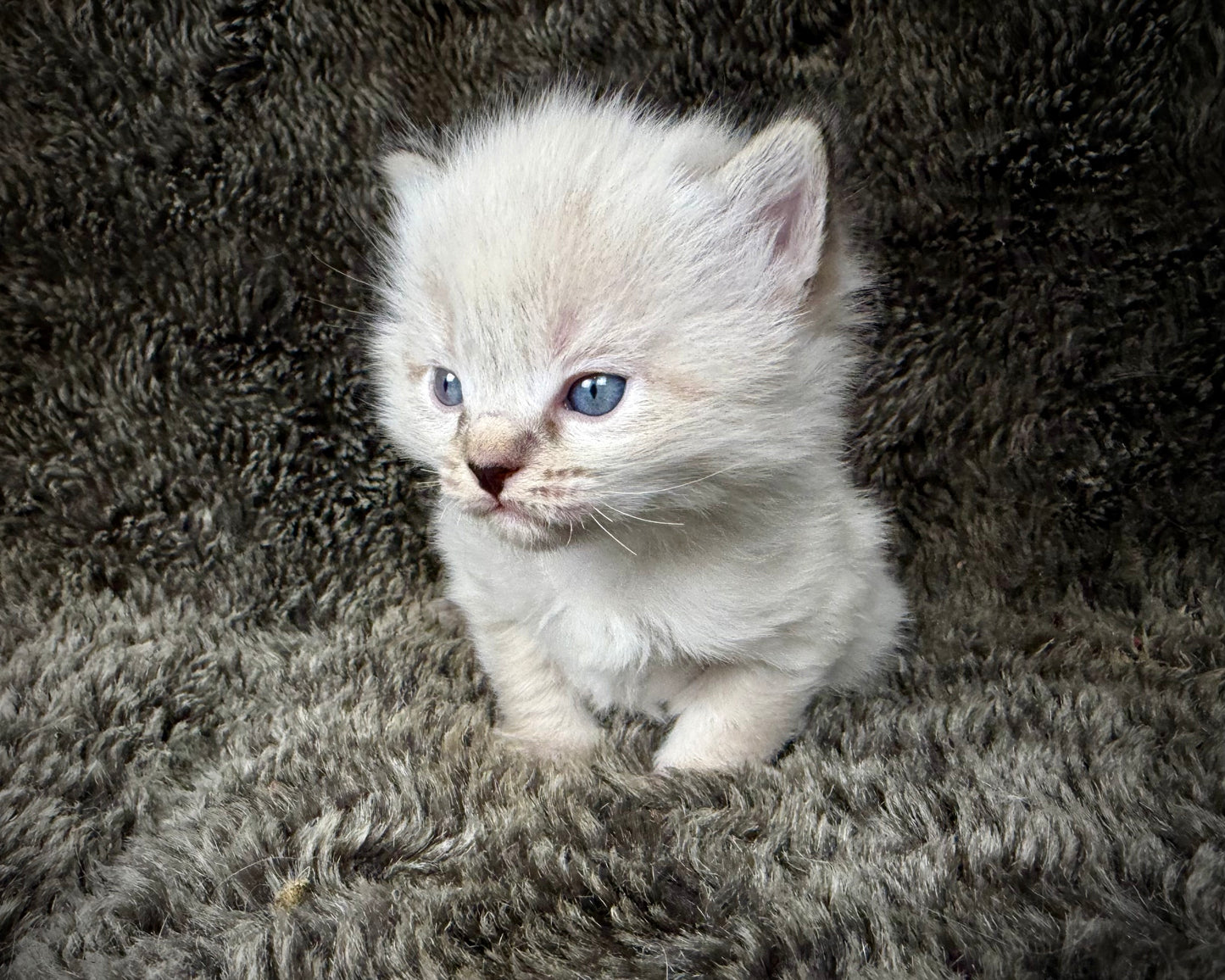 Mojave    - FEMALE  - chocolate Lynx point