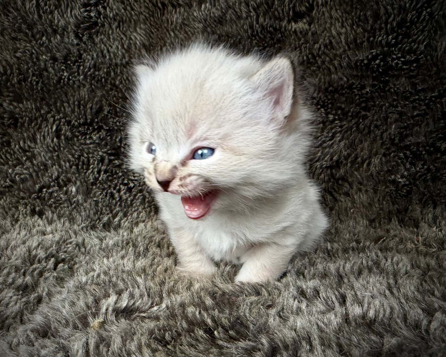 Mojave    - FEMALE  - chocolate Lynx point