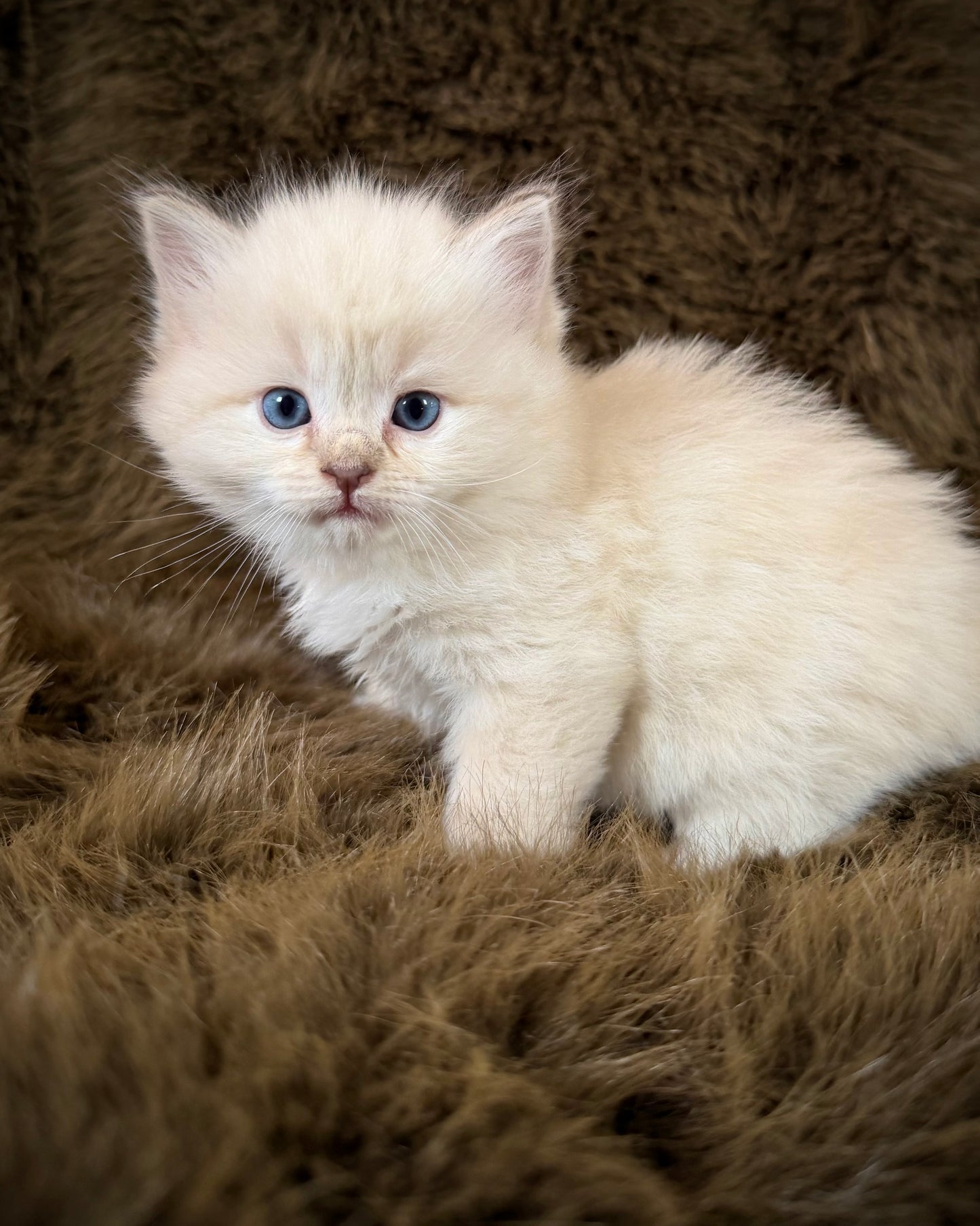 Solly   - MALE  - chocolate mink lynx