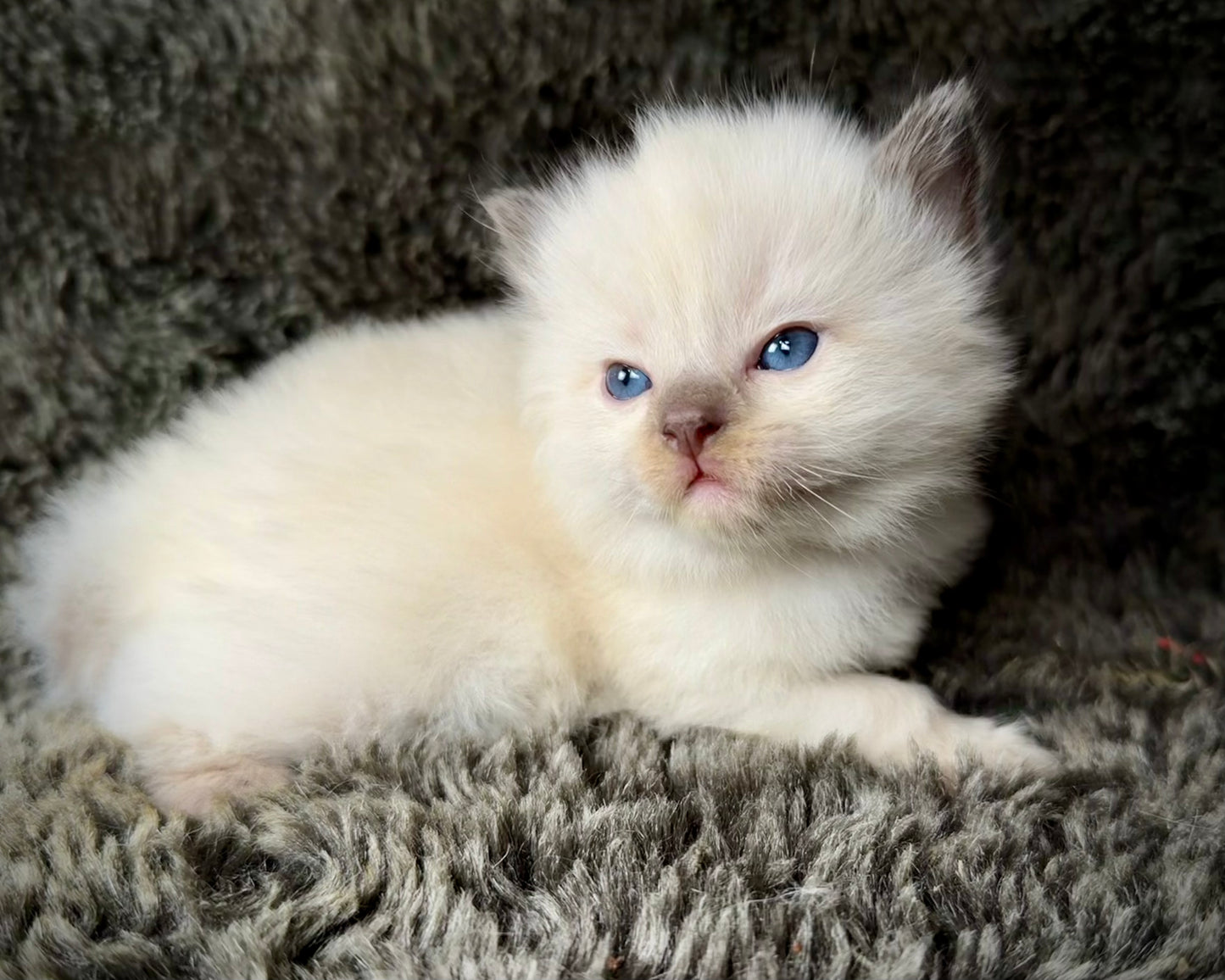 Sonora    - FEMALE  - Chocolate Mink