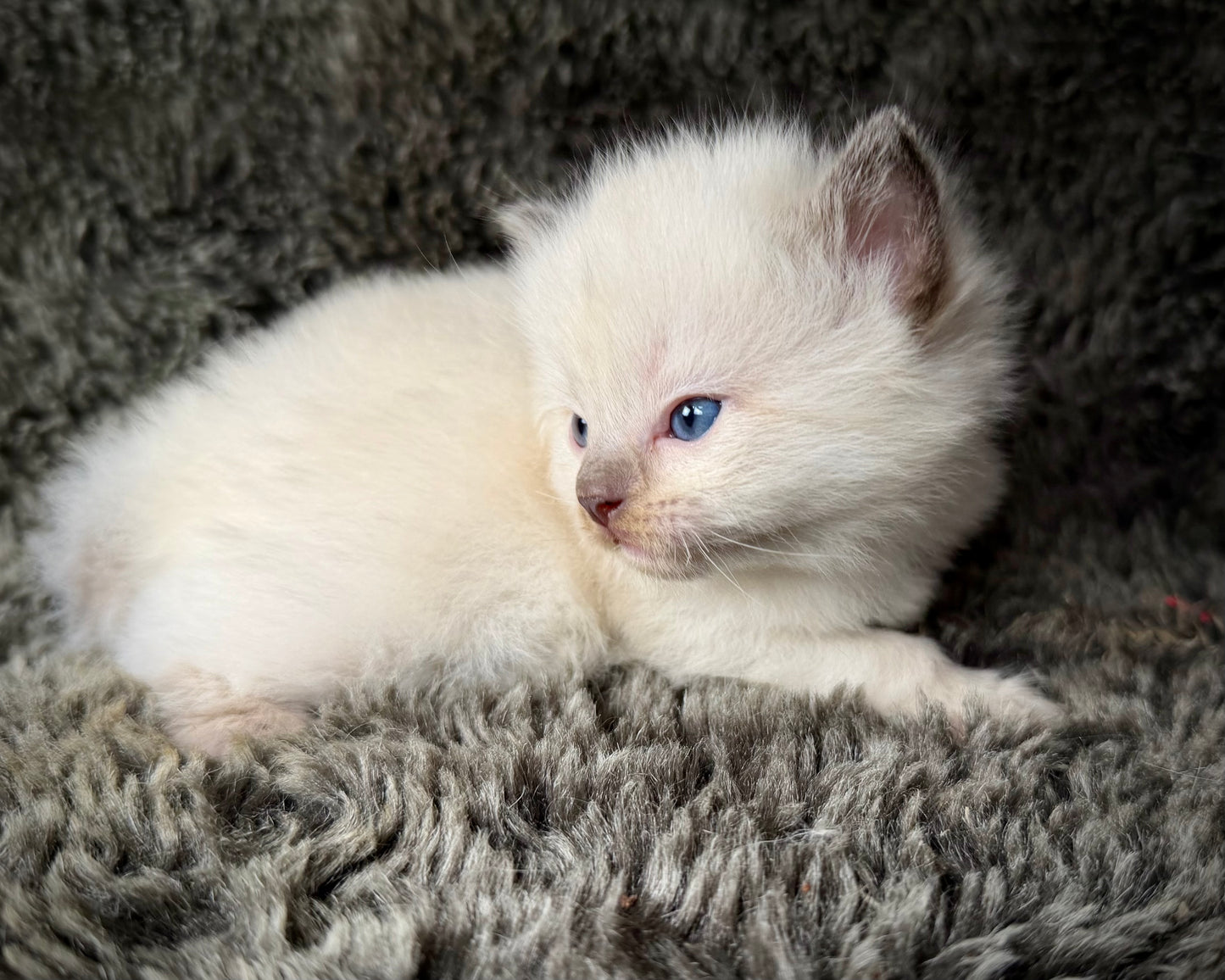 Sonora    - FEMALE  - Chocolate Mink