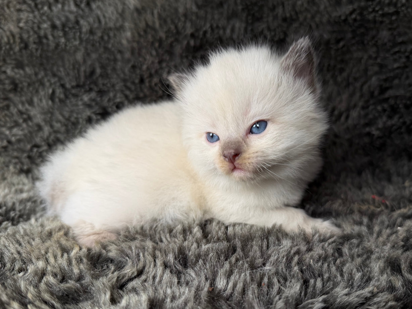 Sonora    - FEMALE  - Chocolate Mink