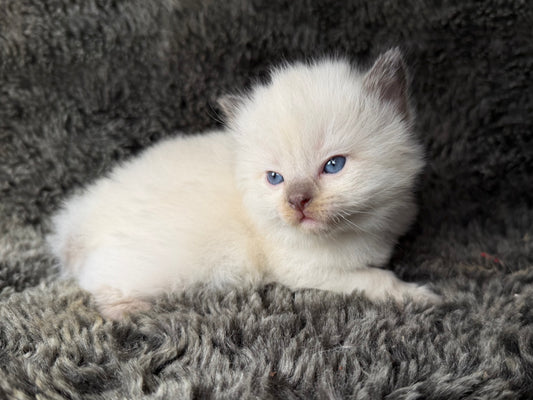 Sonora    - FEMALE  - Chocolate Mink