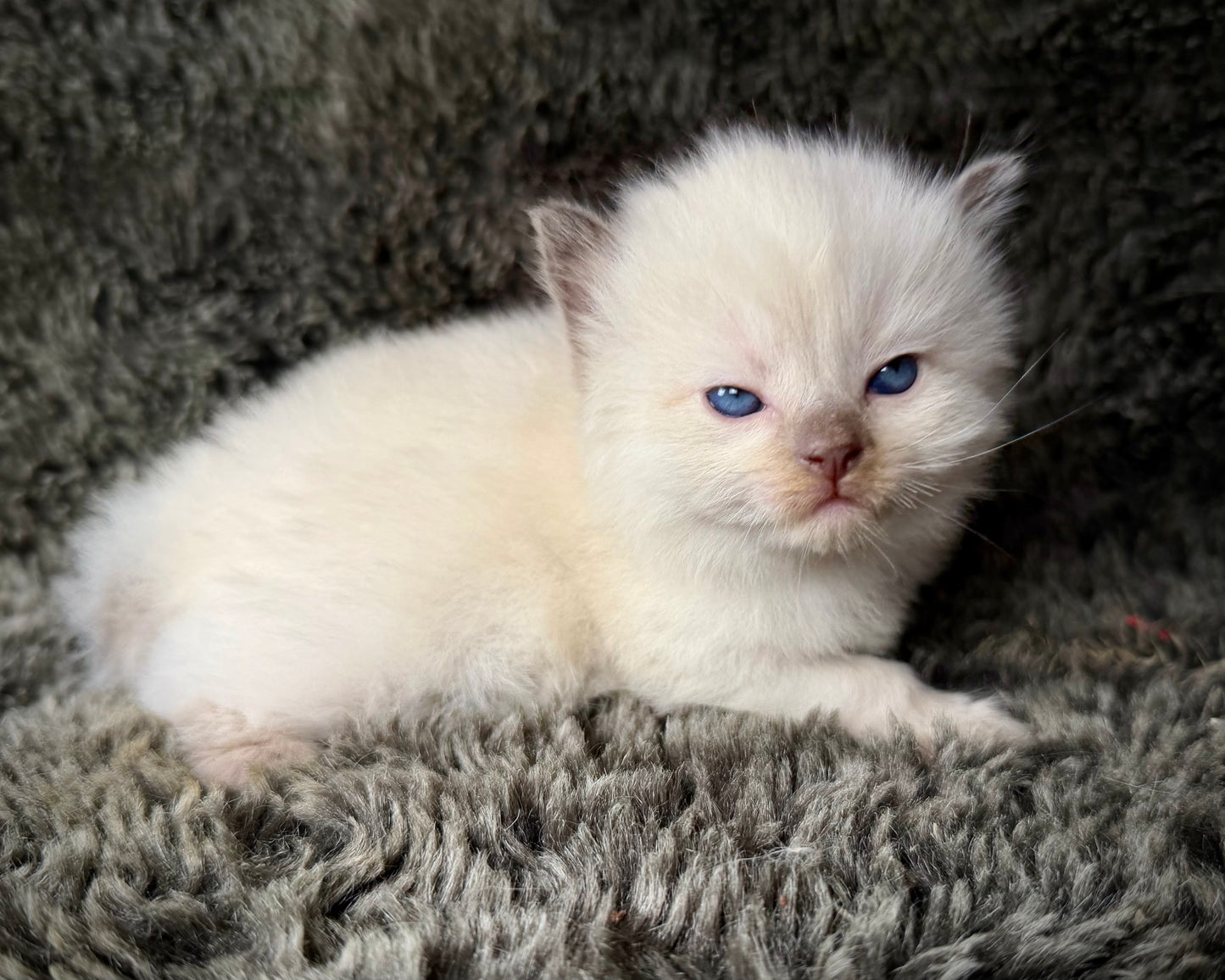 Sonora    - FEMALE  - Chocolate Mink