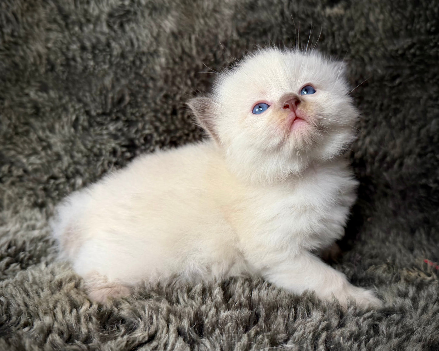 Sonora    - FEMALE  - Chocolate Mink