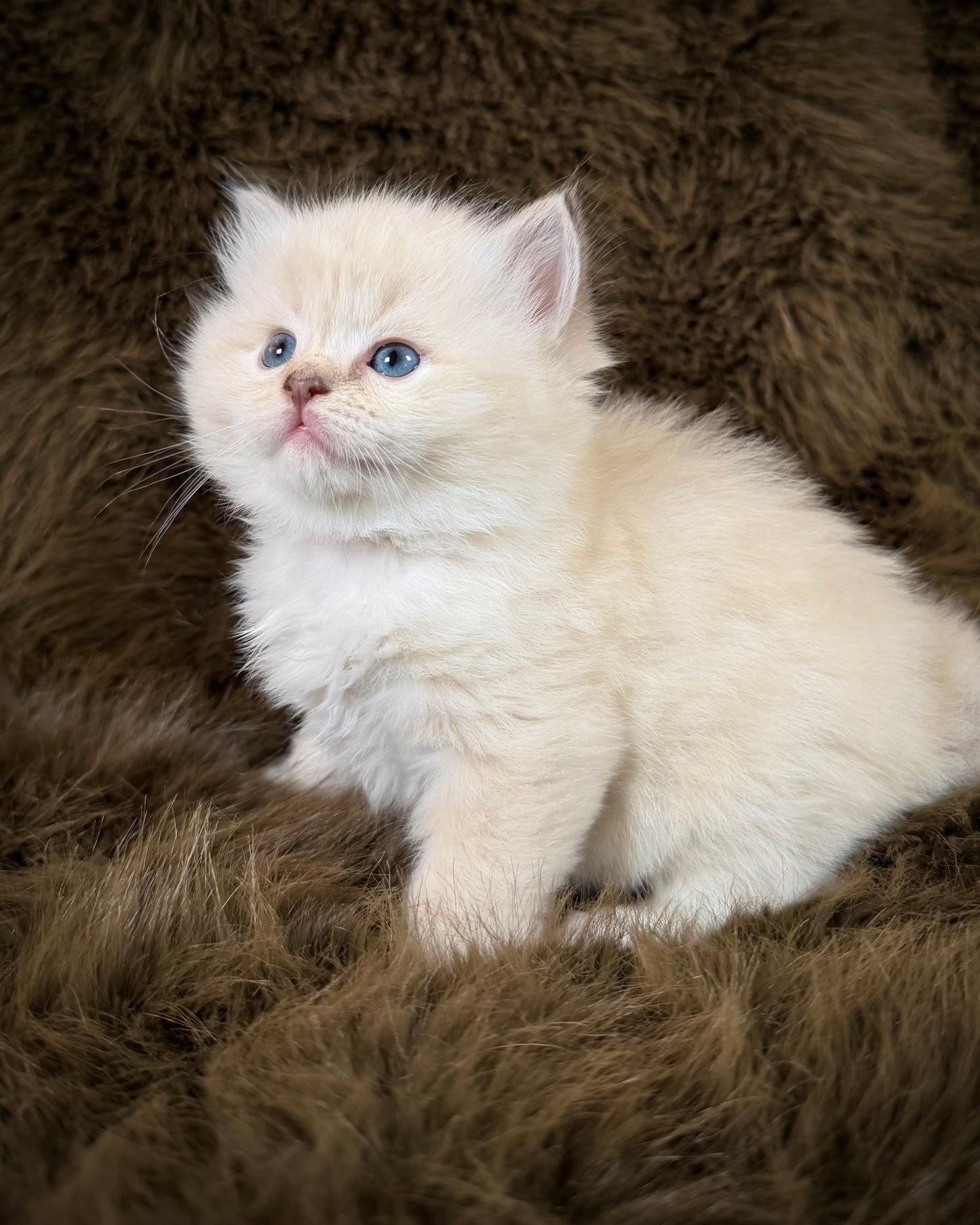 Solly   - MALE  - chocolate mink lynx