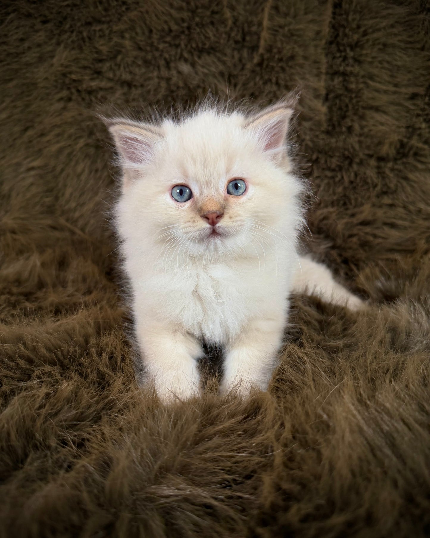Precious   - FEMALE  - chocolate mink lynx