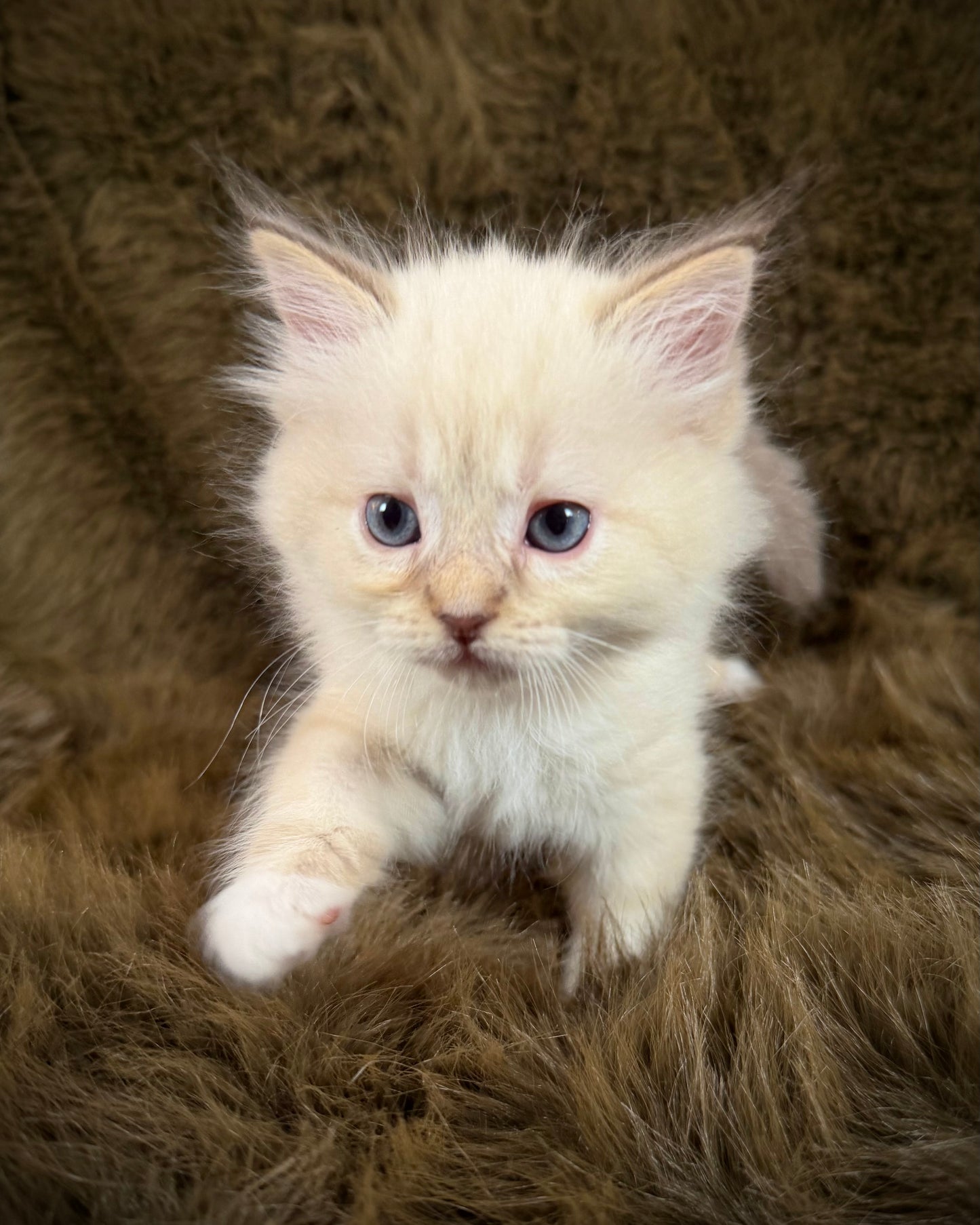 Precious   - FEMALE  - chocolate mink lynx