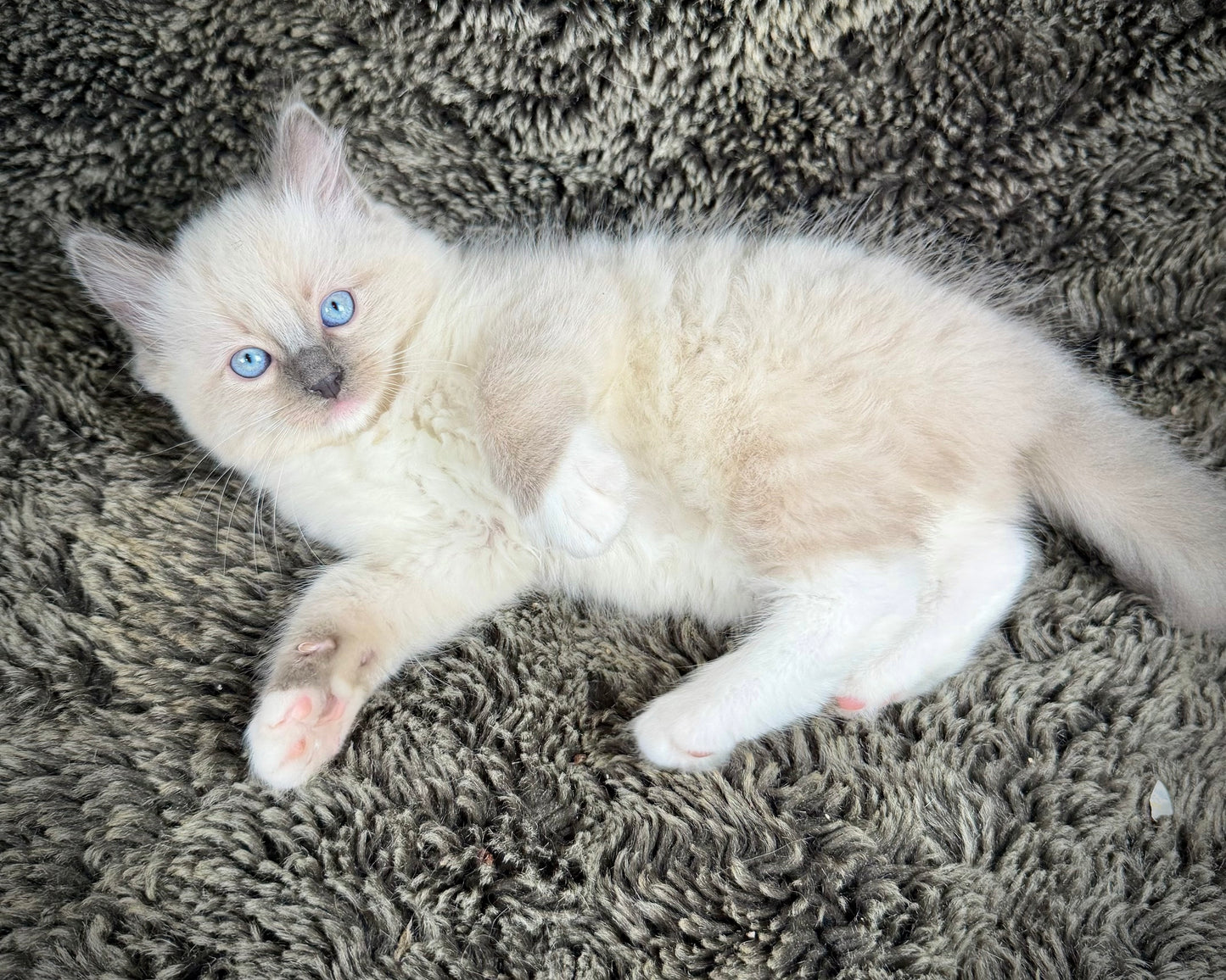 Cookie   - MALE  - blue point mitted