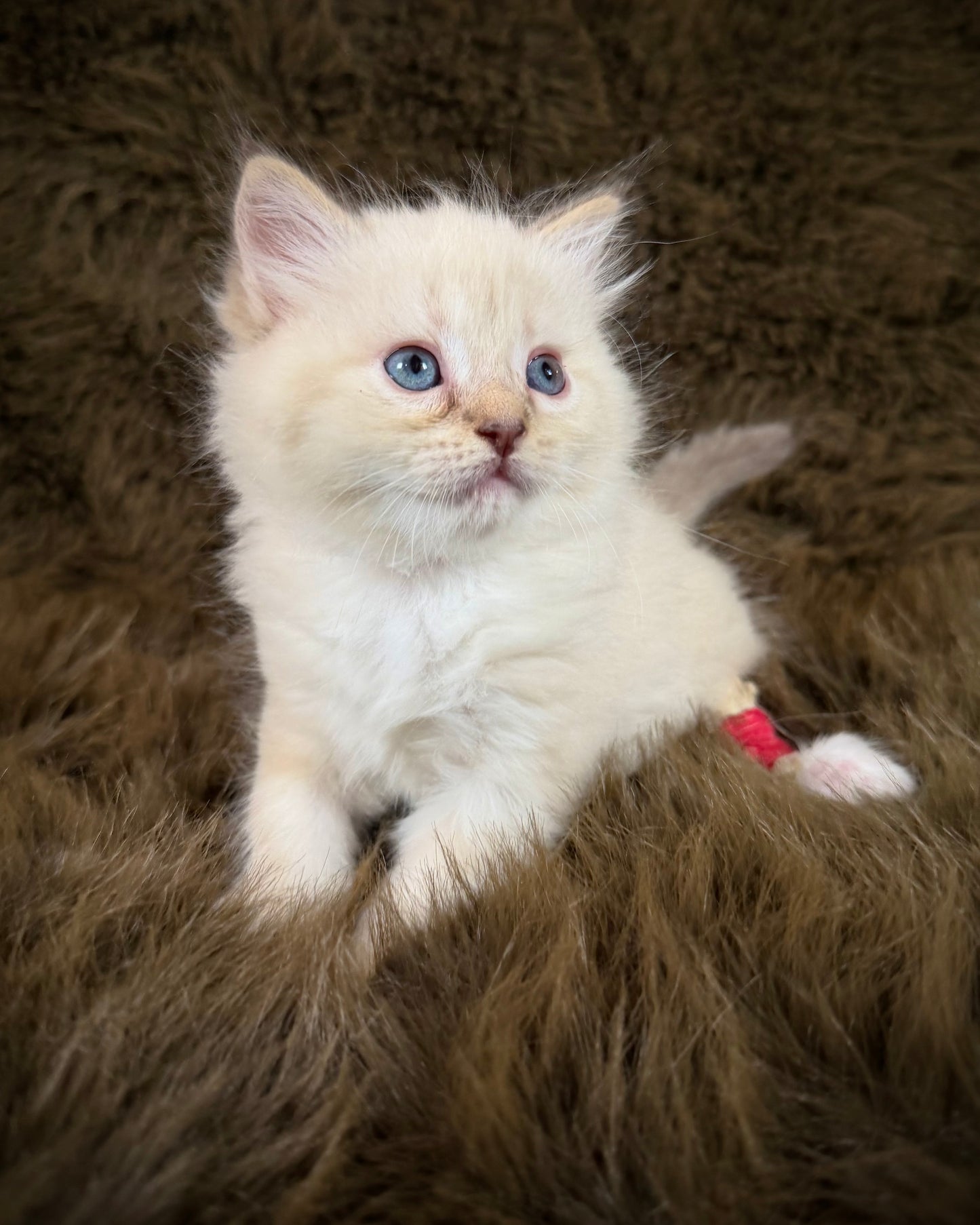 Precious   - FEMALE  - chocolate mink lynx