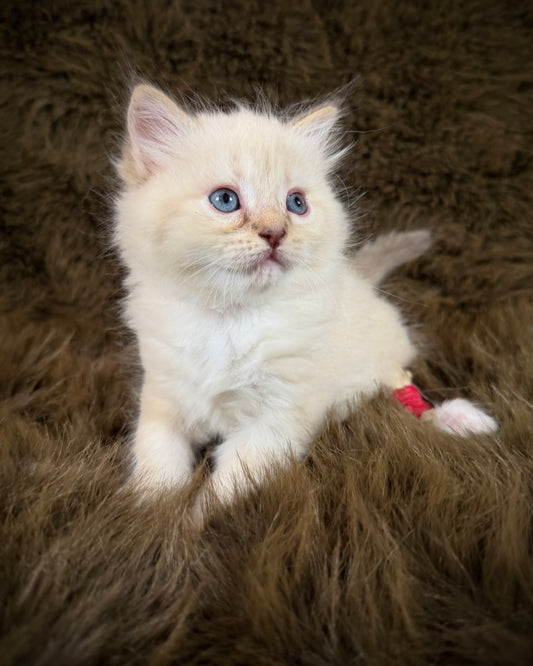 Precious   - FEMALE  - chocolate mink lynx