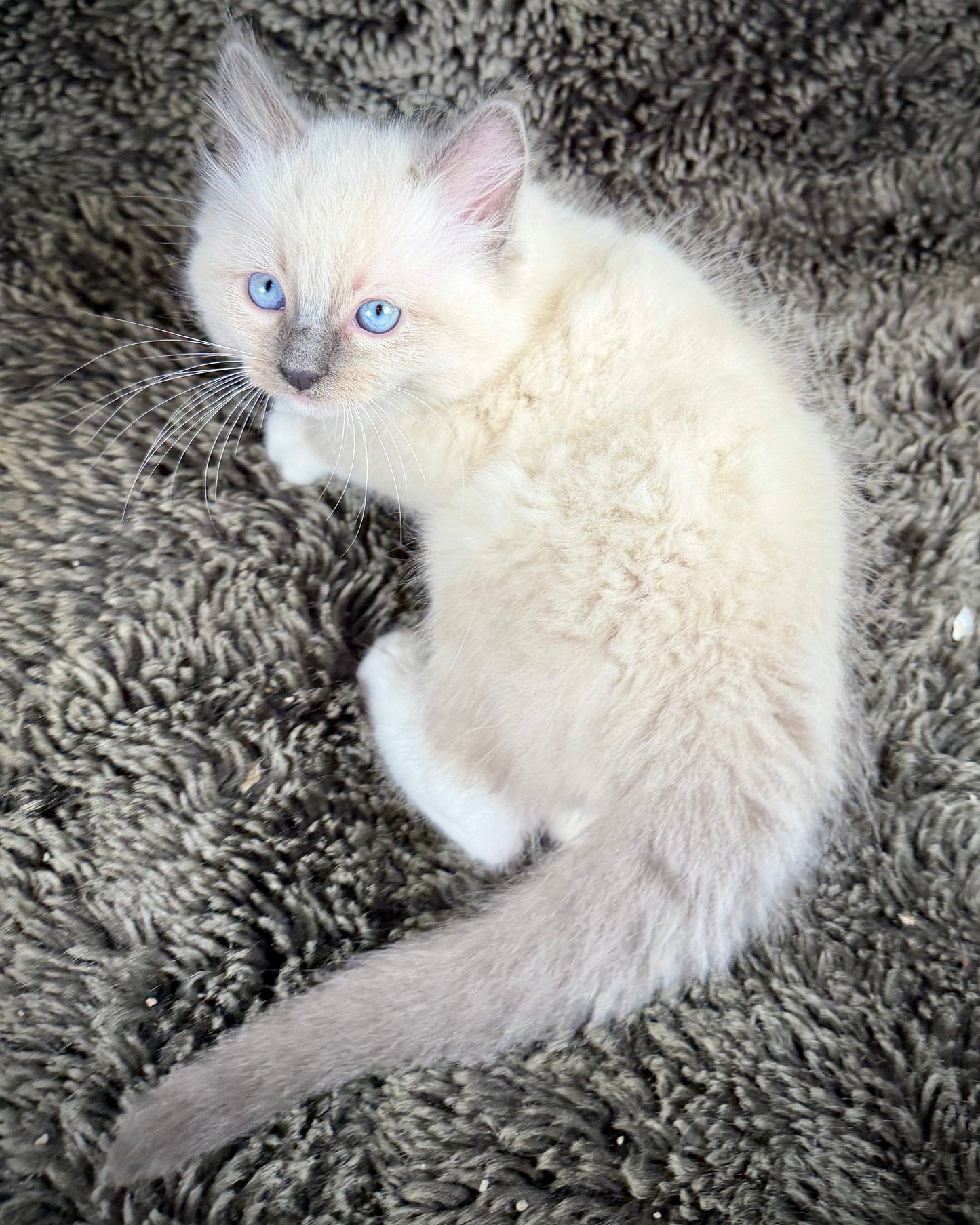 Cookie   - MALE  - blue point mitted
