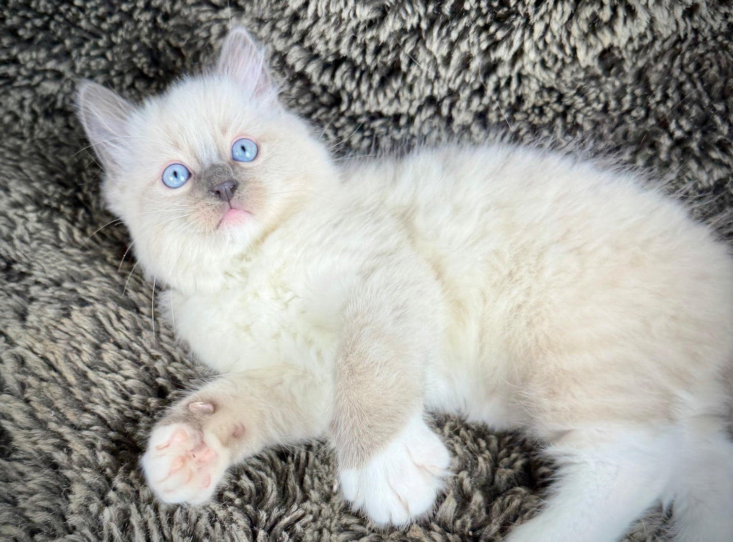 Cookie   - MALE  - blue point mitted