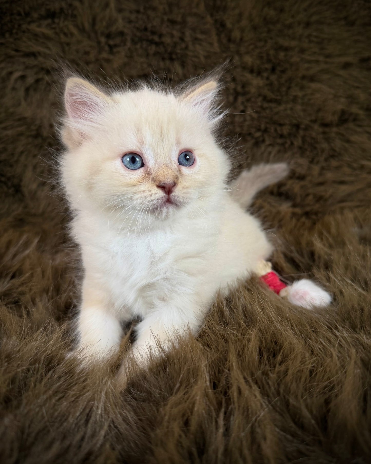 Precious   - FEMALE  - chocolate mink lynx