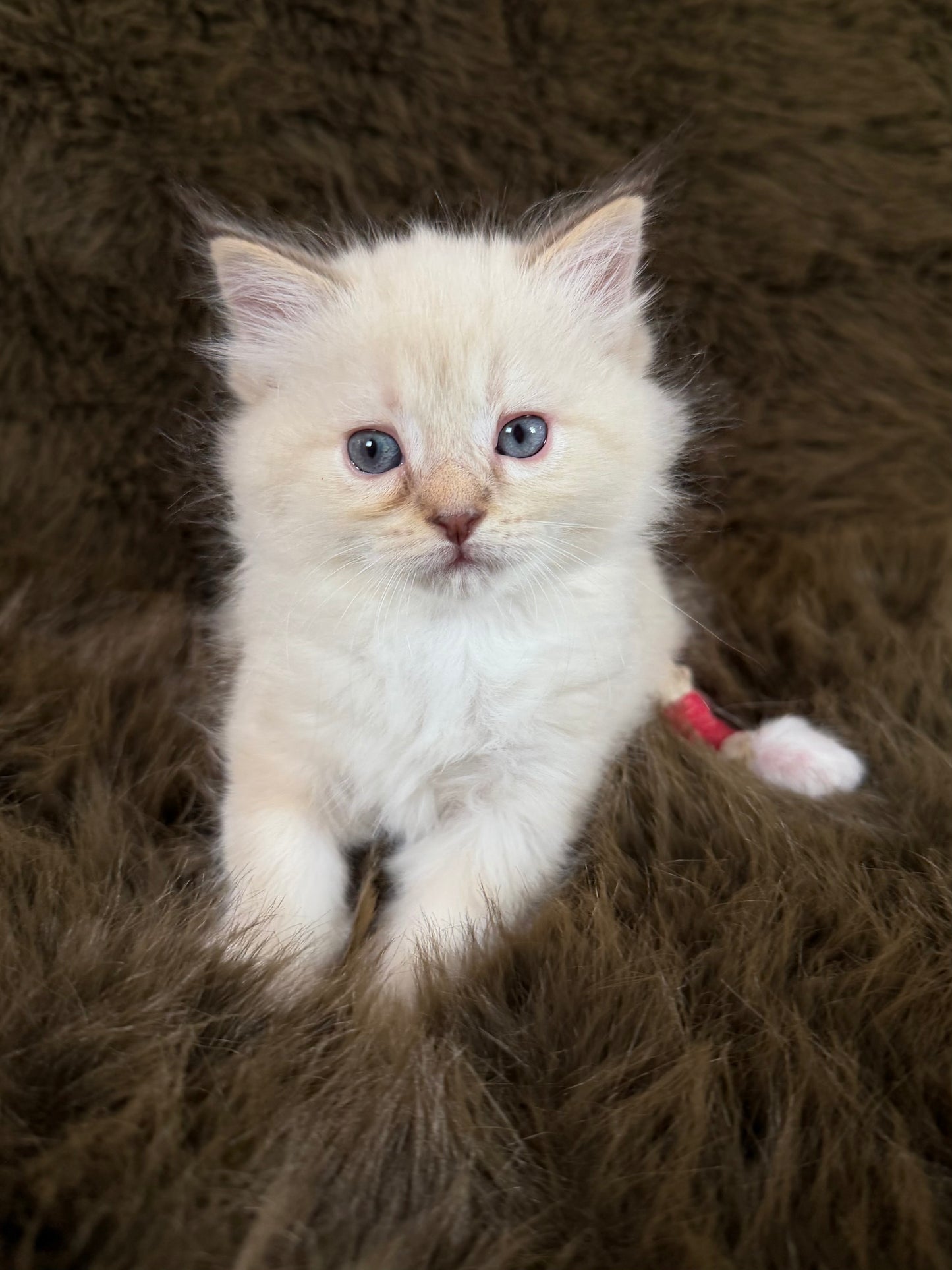 Precious   - FEMALE  - chocolate mink lynx