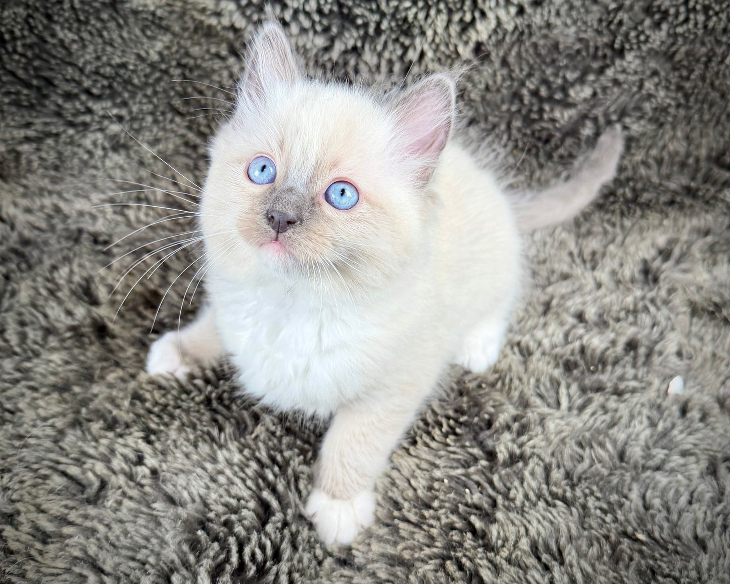 Cookie   - MALE  - blue point mitted