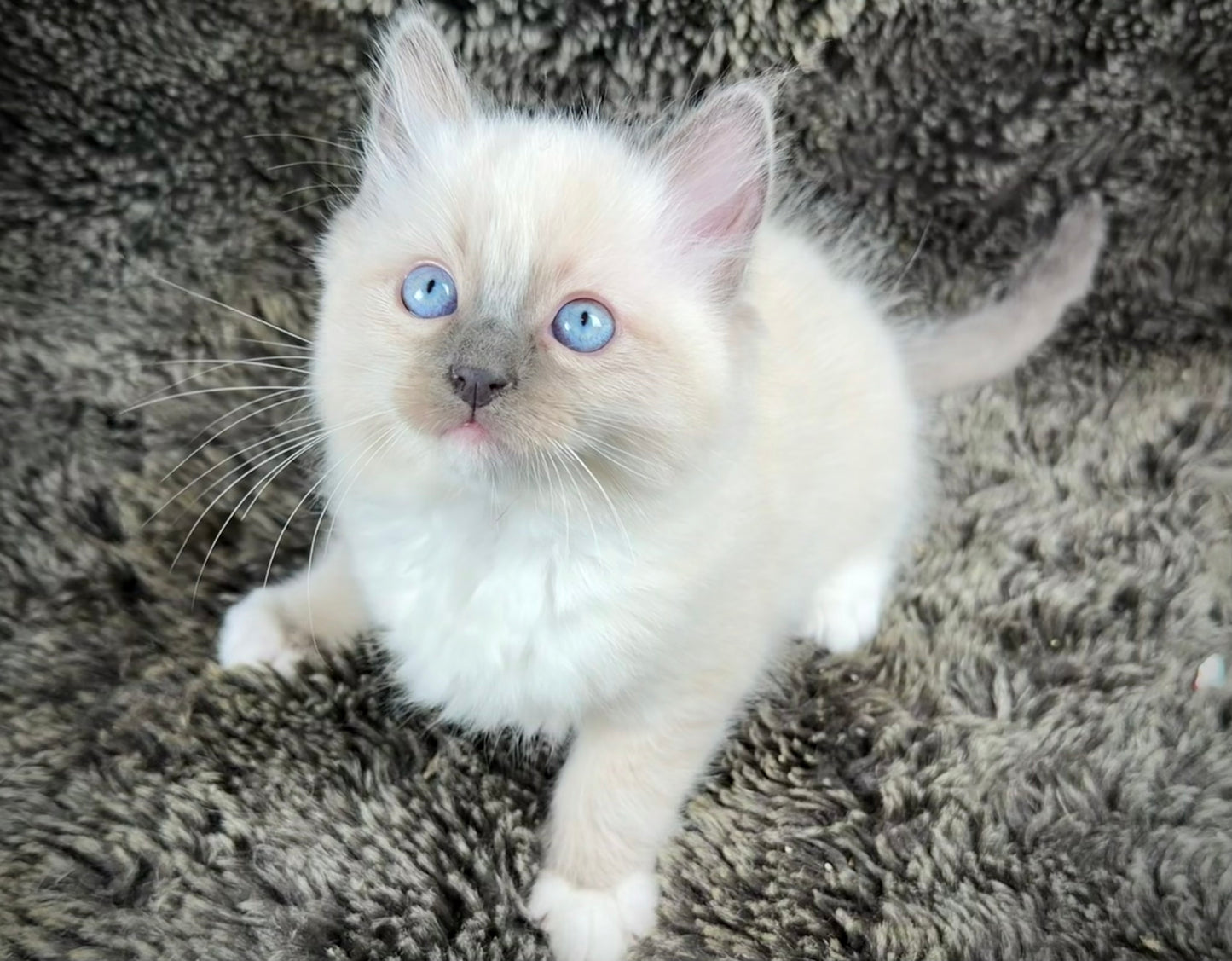 Cookie   - MALE  - blue point mitted