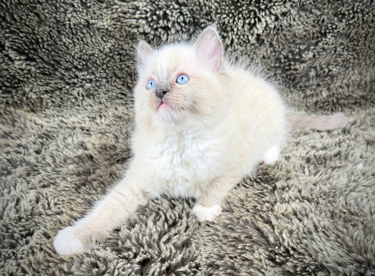 Cookie   - MALE  - blue point mitted