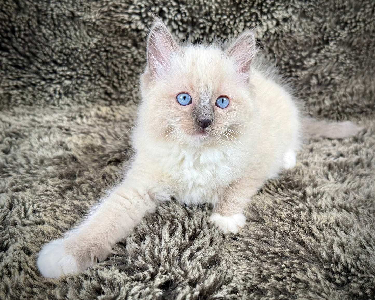 Cookie   - MALE  - blue point mitted