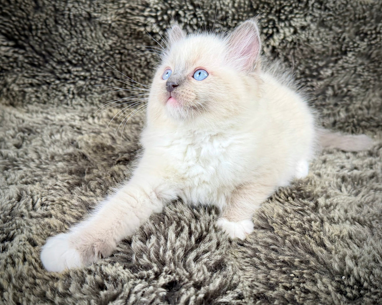 Cookie   - MALE  - blue point mitted
