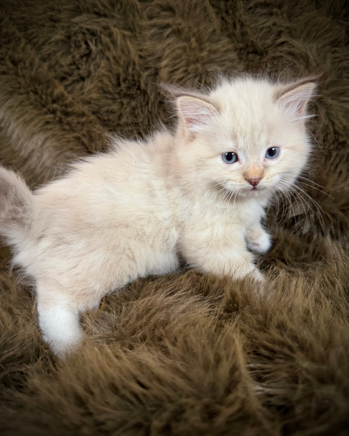 Precious   - FEMALE  - chocolate mink lynx