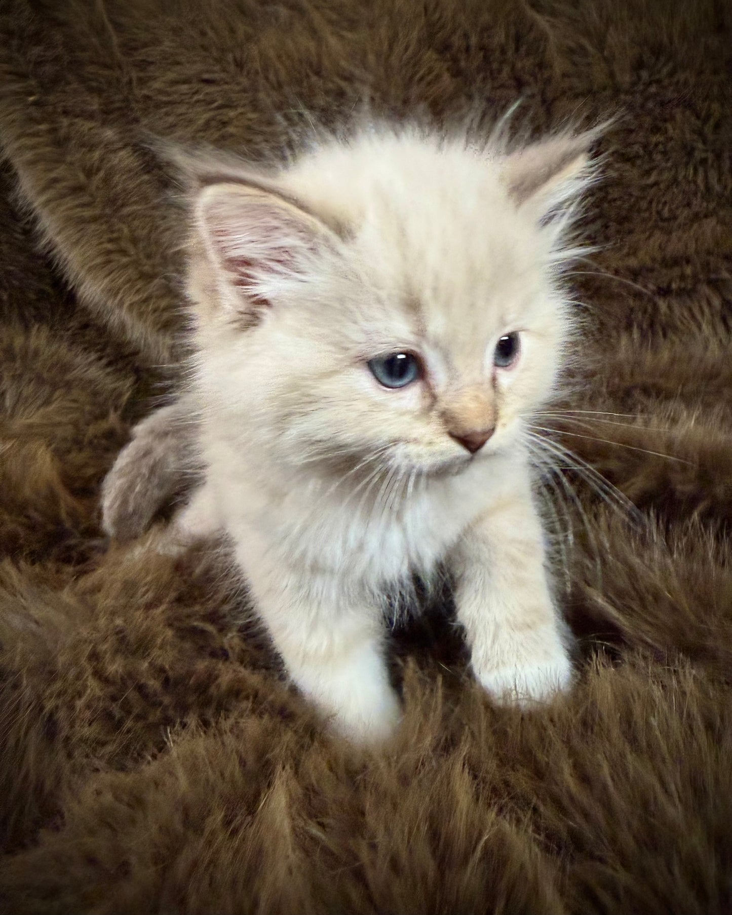 Mouse    - MALE  - chocolate mink lynx mitted
