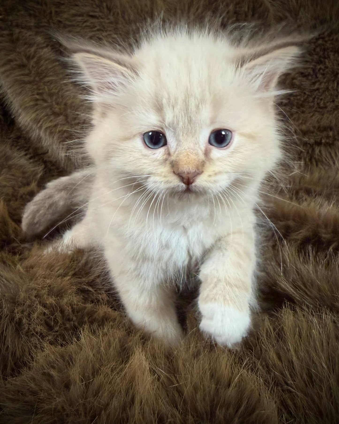 Mouse    - MALE  - chocolate mink lynx mitted